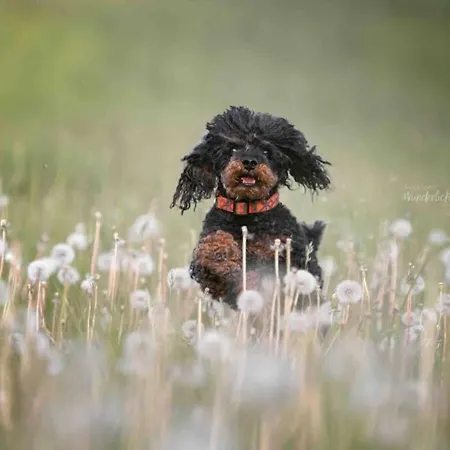 Altes Schwesternhaus - Homesite - Bis 20 Personen Vendégház Weibern